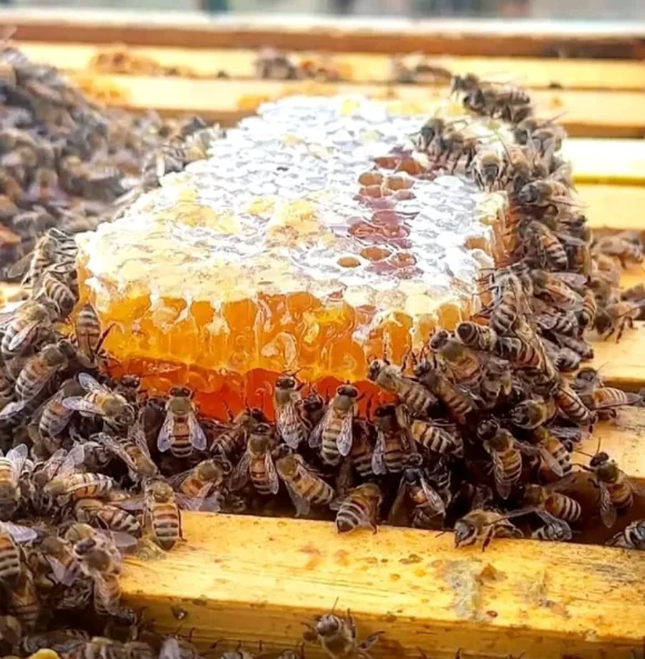 Panal de abejas