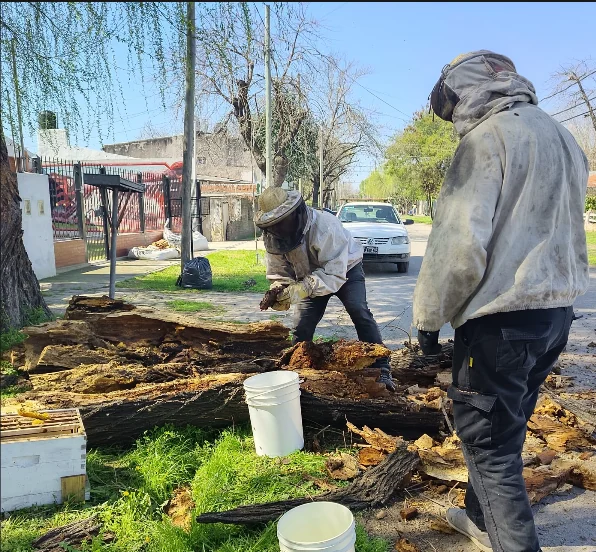 Trabajo de rescate de abejas